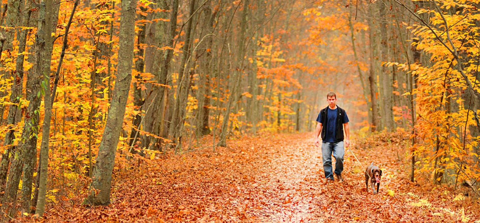 A man hiking with his dog on a path through the woods in the fall with fallen leaves covering the ground (CTVisit)