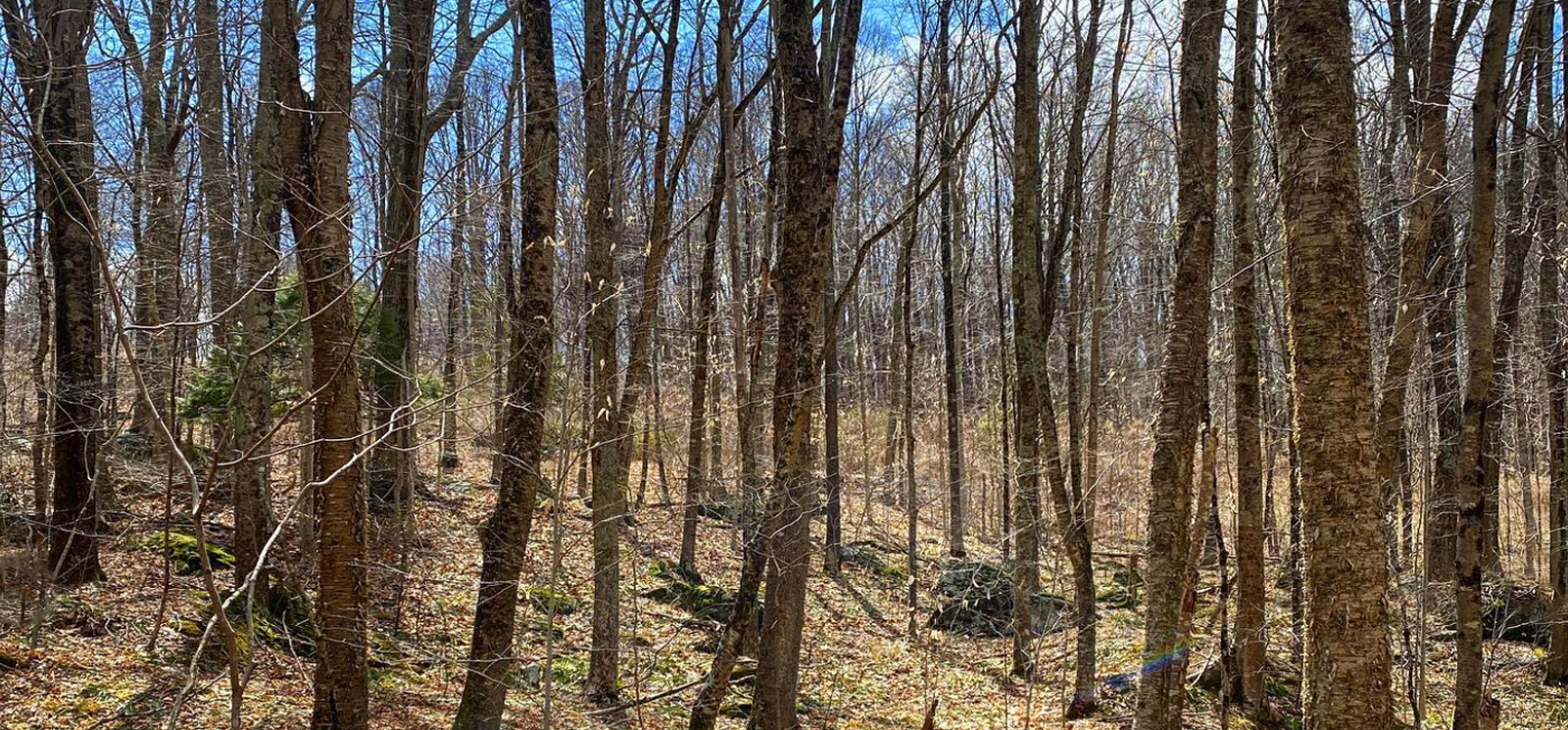 Árboles altos y esbeltos y hojas caídas cubriendo el suelo.