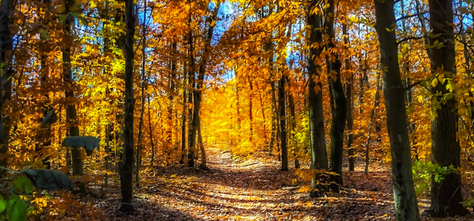 Un pintoresco sendero otoñal que serpentea por el bosque, rodeado de hojas coloridas.