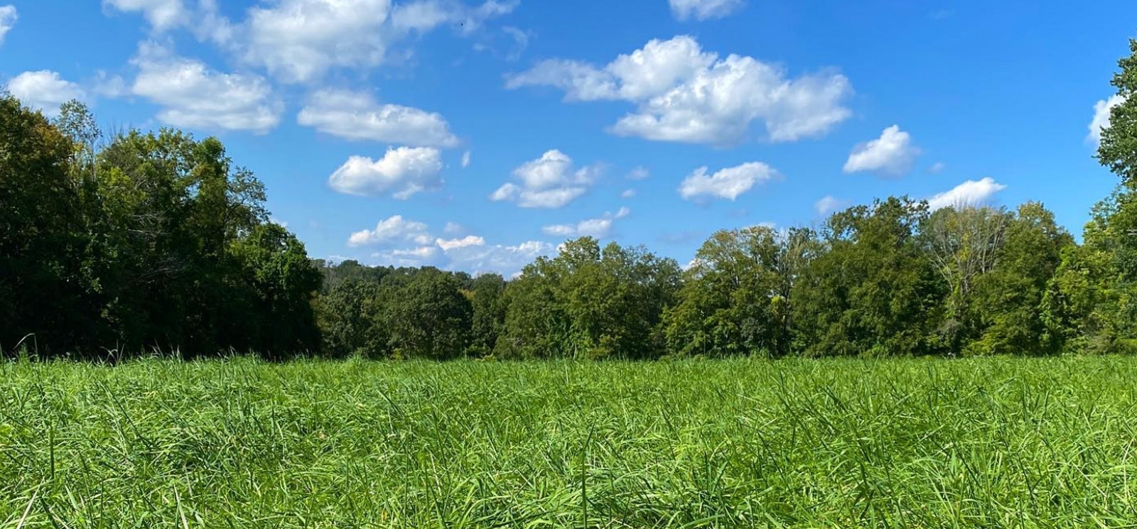 A serene field with tall grass and trees, covered by a blue sky.
