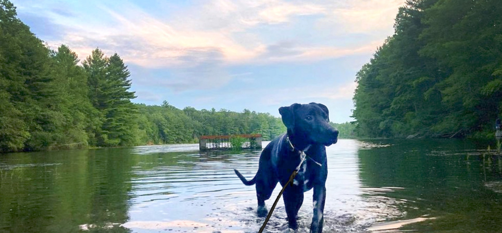 A black dog stands in the water at sunset.