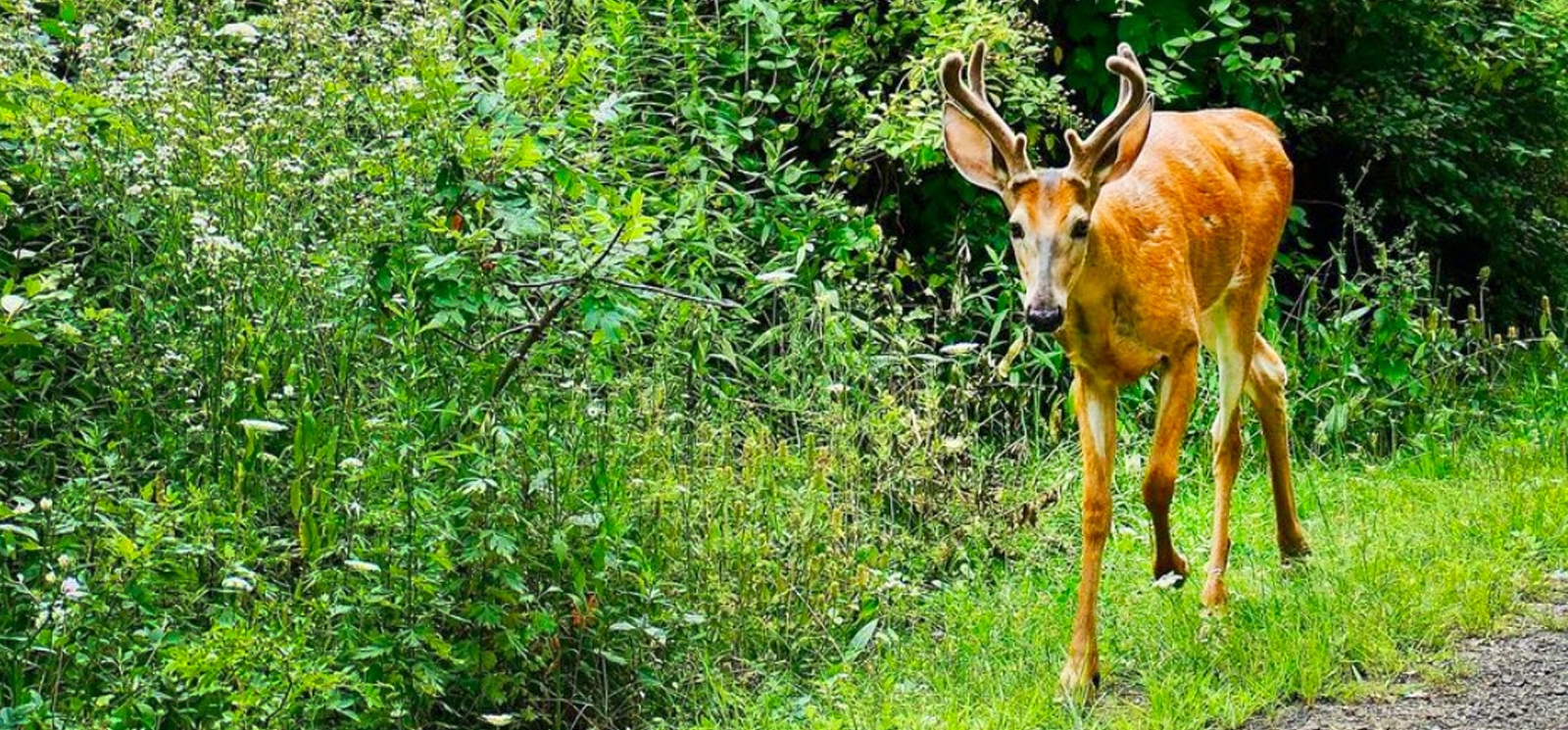 Un ciervo paseando por un sendero forestal.