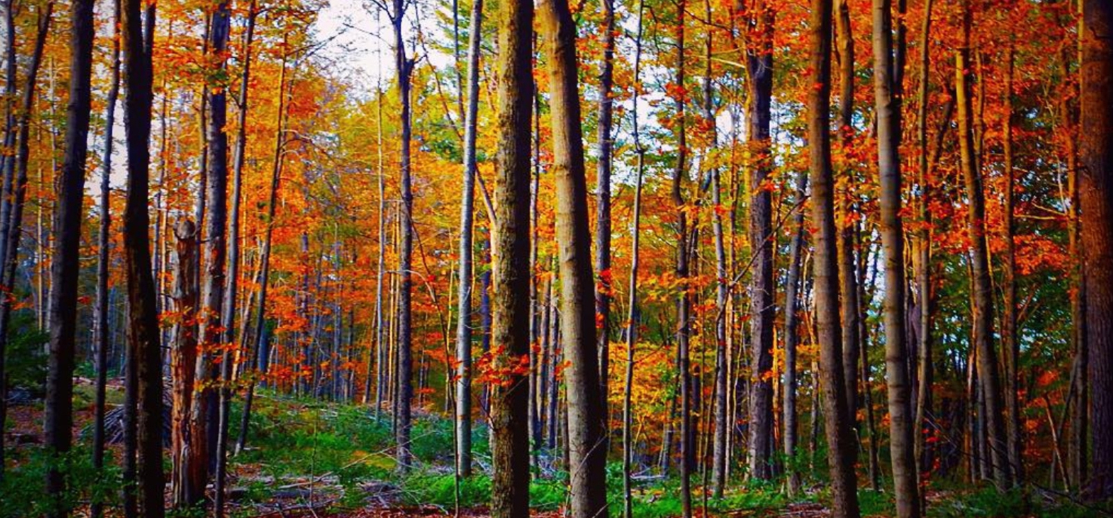 Escena del bosque de follaje otoñal en Mattatuck (IG@sweett.ness)