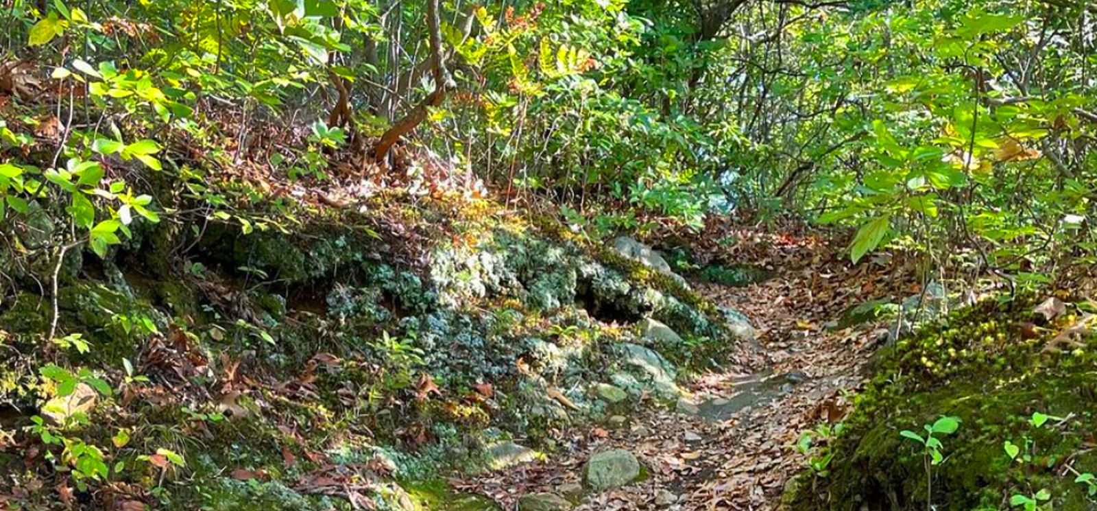 A serene forest trail with moss-covered rocks.