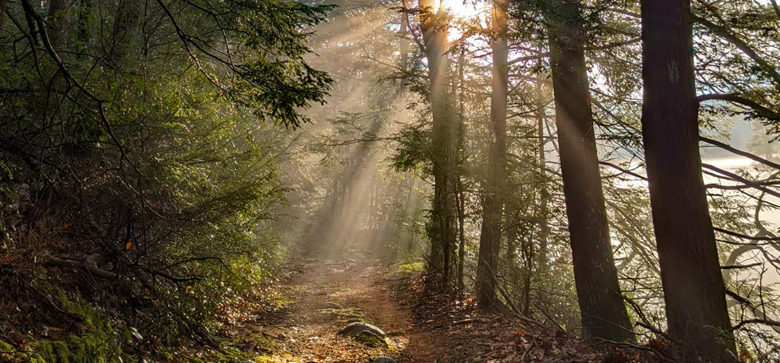Sunbeams filtering through trees on a trail.