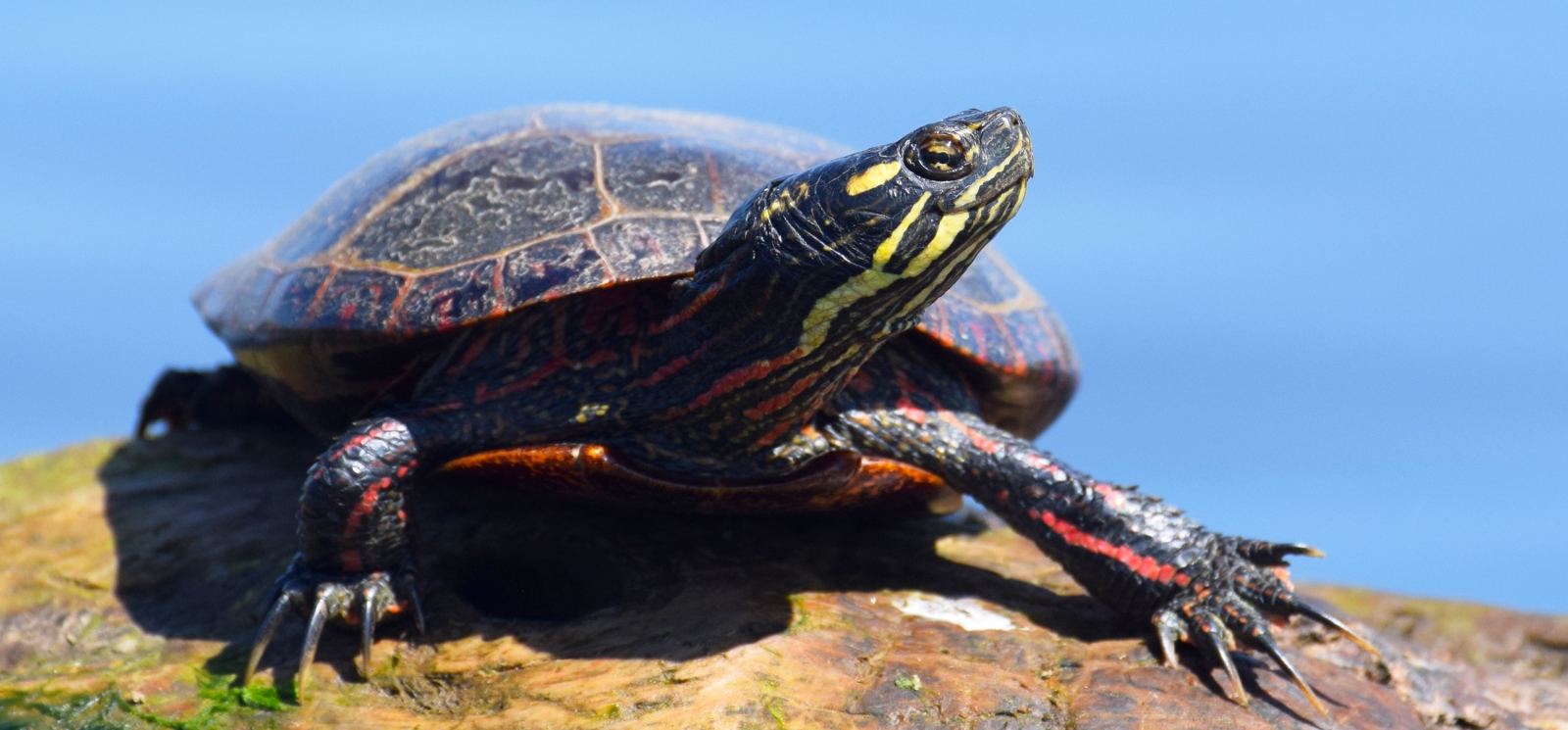 Tortuga pintada