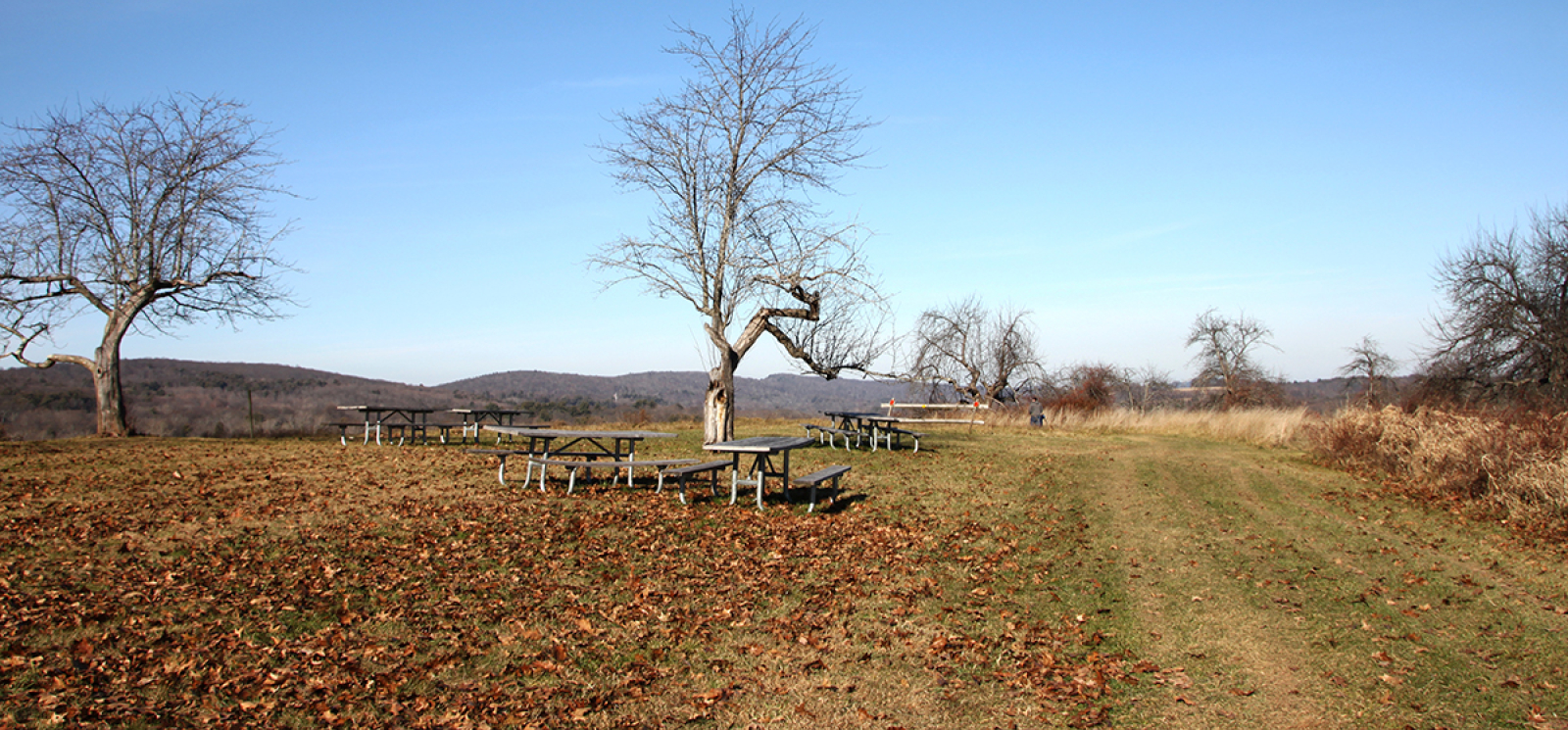 a view of picnic tables in an open grassy area with leafless trees