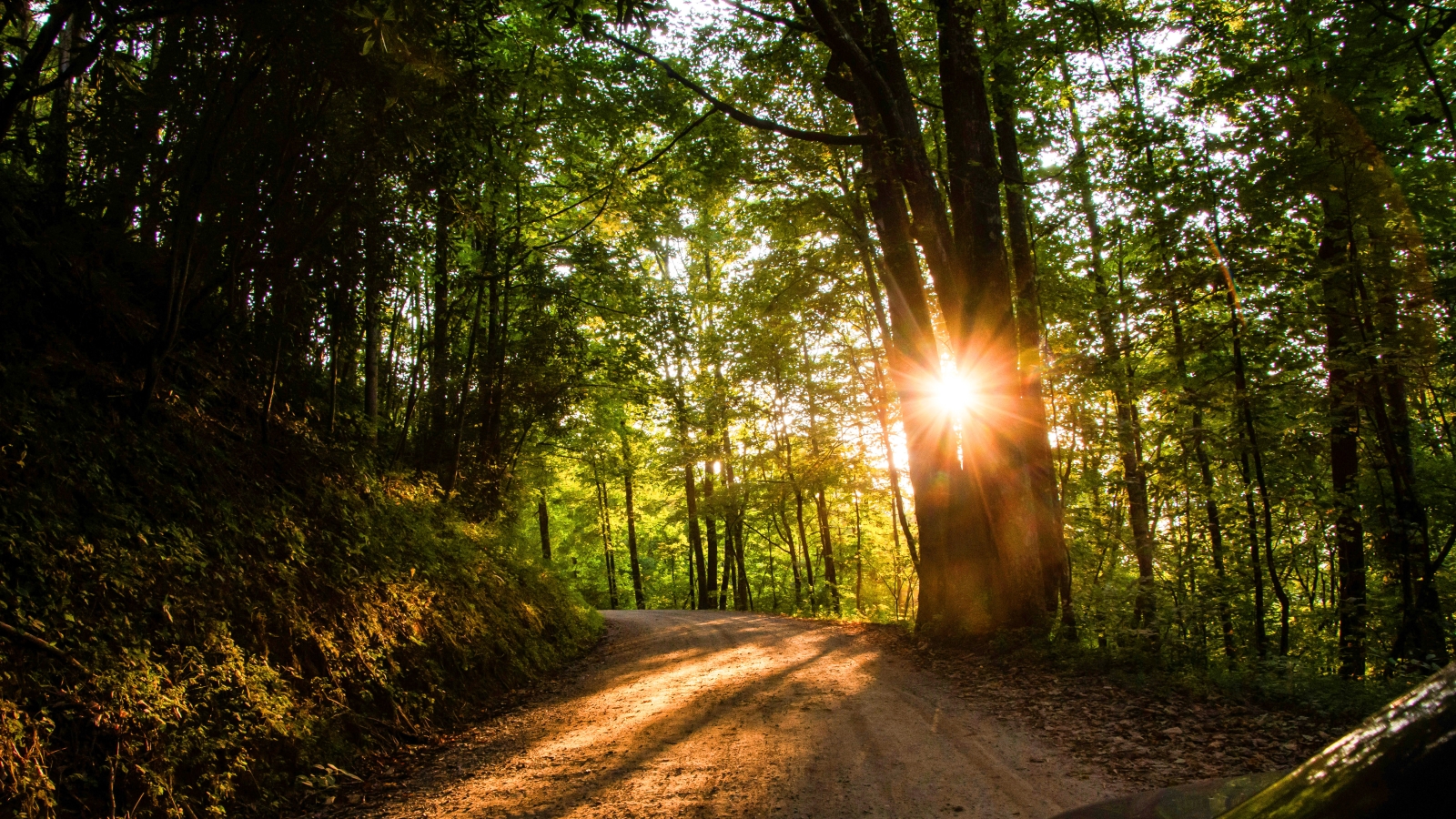 Sunlight filtering through a dense and green forest.
