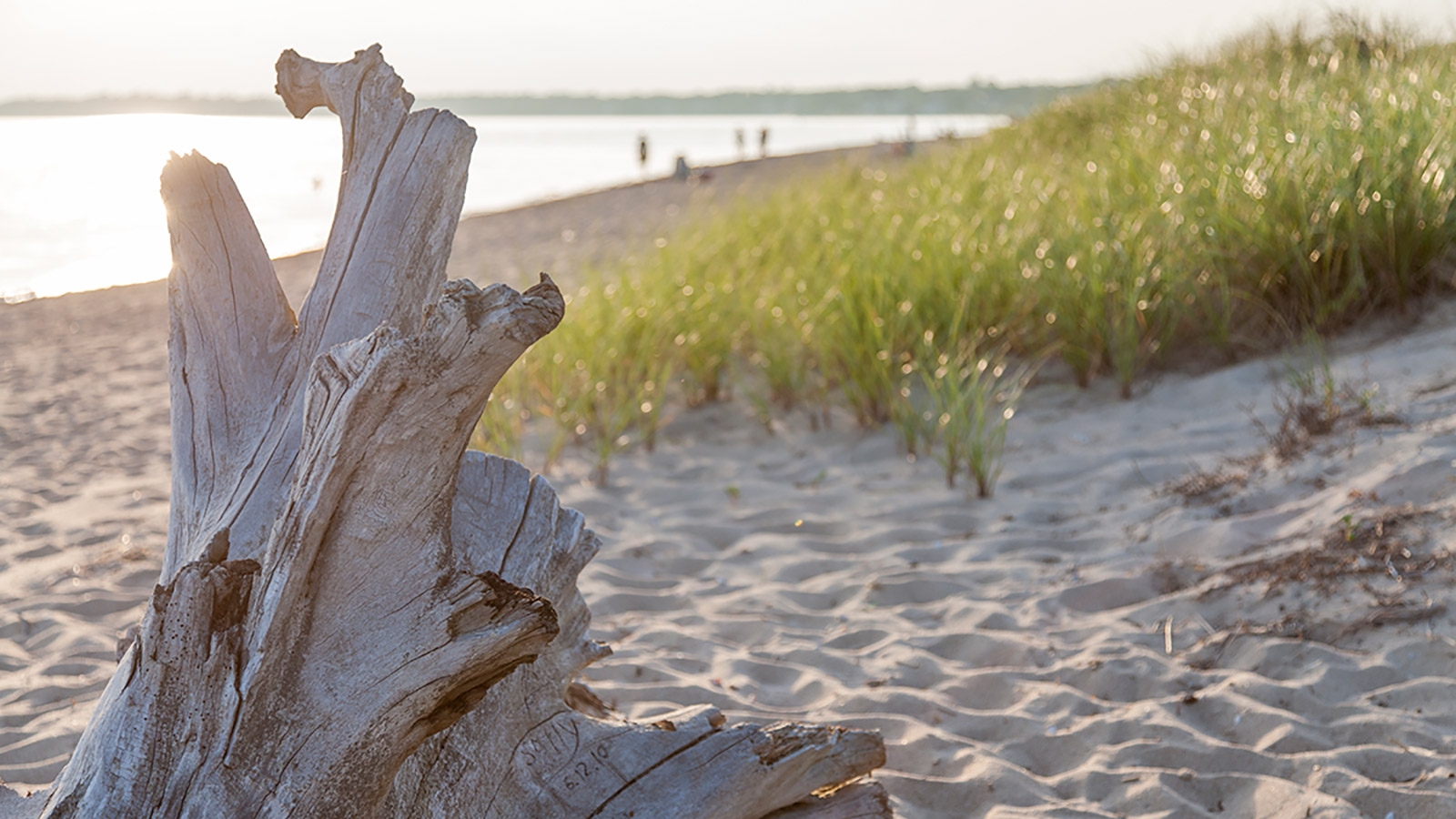 Driftwood