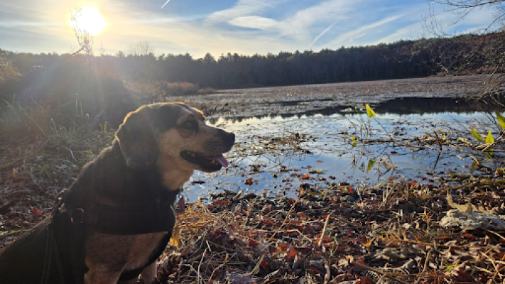 dog sitting by the water with the sun in the background 