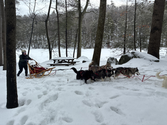 Perros de trineo, Festival de Invierno 21-02-2026