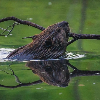 Beaver gathering materials for dam (Instagram@sgriffin82)