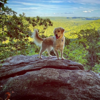 Golden Retriever at the peak at American Legion (Instagram@thegreatgriggsii)