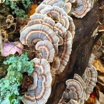 Wild mushrooms growing in American Legion Forest (Instagram@hiding_from_gargamel)