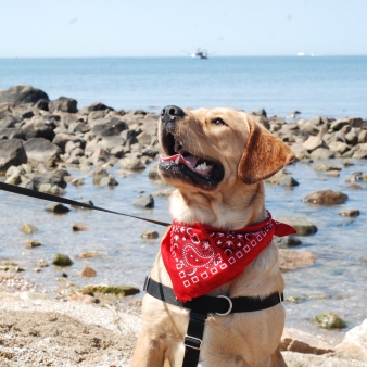 Lab walking along the coastline at Bluff Point State Park