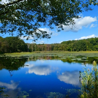 A pond with lillypads surrounded by trees (Instagram@racerxnyc)