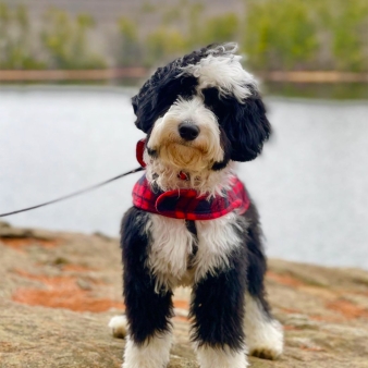 A dog on a leash in the cold (Instagram@ddiederichphoto)