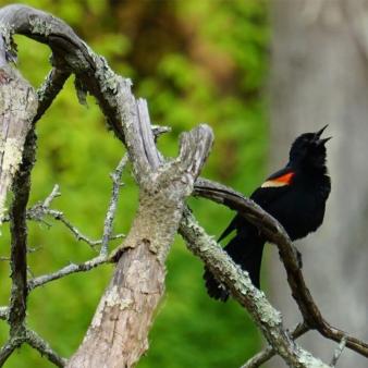 Pájaro negro con mancha naranja en las alas (Instagram@bobajay)