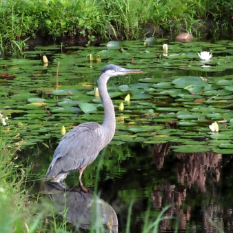 A bird standing in water with lillypads (Instagram@the_real_nature_renee)