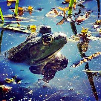 Una rana asomando la cabeza fuera del agua (Instagram@robinritz13)