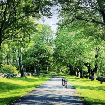 A dog standing on a road in the sun surrounded by trees and stone walls (Instagram@mymountaindog)