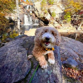 Un perro sentado en una roca con una cascada de fondo (Instagram@nkaline)
