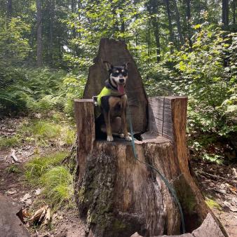 A dog sitting on a tree stump in the woods (Instagram@javadventures)