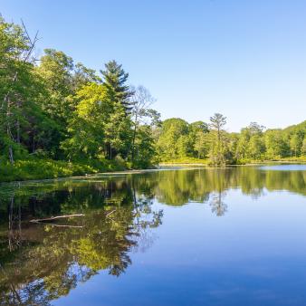Water reflecting surrounding trees and sky (shutterstock)