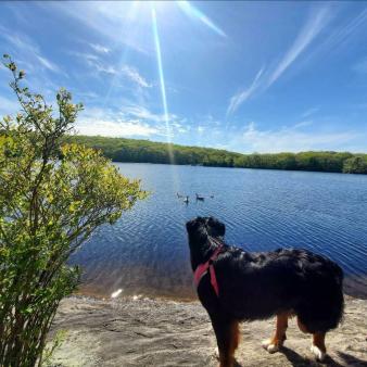 Un perro observando patos en el lago (Instagram@avidtravelingbean)