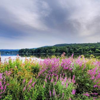 Wildflowers with lake, trees, and sky in the background (Flickr)