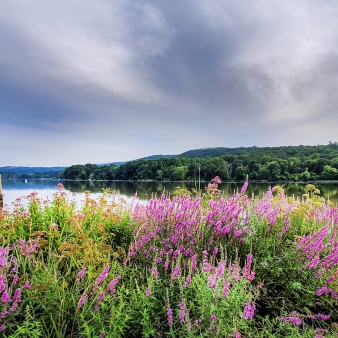 Flores silvestres con lago, árboles y cielo de fondo (Flickr)