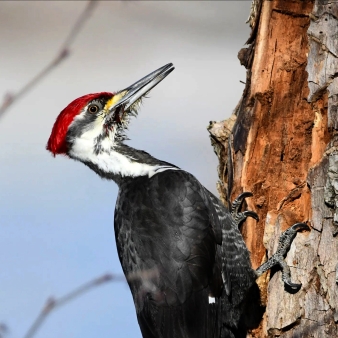 Un primer plano de un pájaro carpintero en un árbol (Instagram@passingbird365)