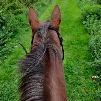 A view of horses head and neck while riding down green grassy path (Instagram@angeltails_horsehair)