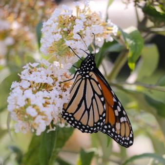 Mariposa monarca sentada sobre flores en Harkness Memorial