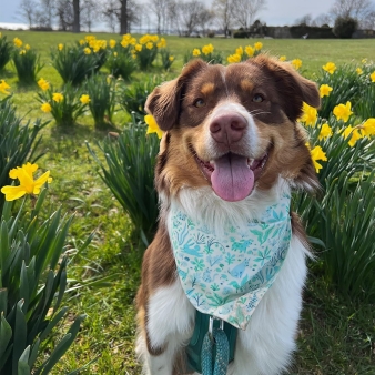 Beautiful dog on grounds at Harkness Memorial (Instagram@troops_travels)