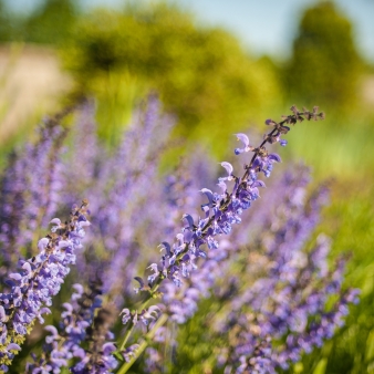 Fields of purple lupine flowers growing at Harkness Memorial