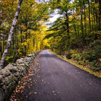 A road with stone wall through a forest in the fall (Flickr@CraigSzymanski)