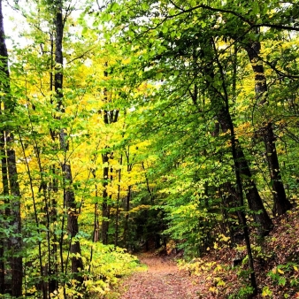 A hiking path through the forest in the fall (Instagram@crewlish)