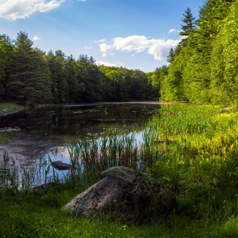 A scene of green trees, water, and sky (Flickr)