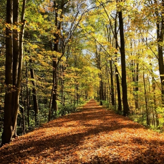 Un carril bici cubierto de hojas a través del bosque en otoño (Instagram@evalinmae)