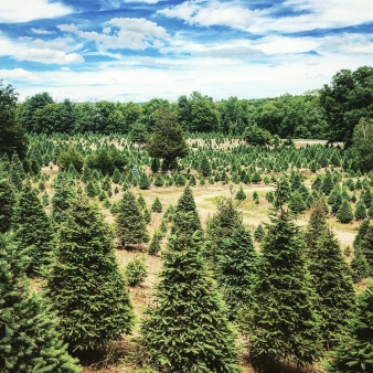 A tree farm landscape with blue sky and clouds (Instagram@brantj.art_)