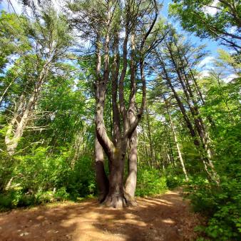 Hiking trails and trees within Hopeville Pond State Park