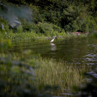 una grúa parada en el agua al borde de un lago (Instagram@fotolga_)