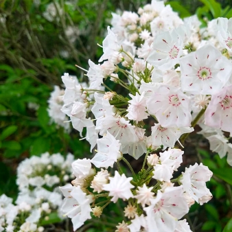 A closeup of white flowers in the spring (Instagram@kristenlew02_0)