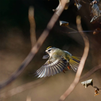 A closeup of a bird in flight (Instagram@eastcoastbirds)