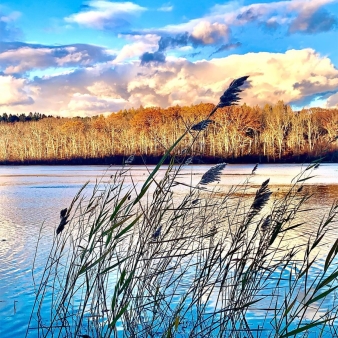 Reeds blow in the wind with fall trees and sky in the background (Instagram@toddstrickett1978)