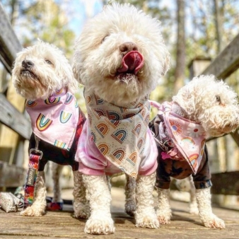 Three dogs with bandanas on a bridge (Instagram@tobiascashewtigger)