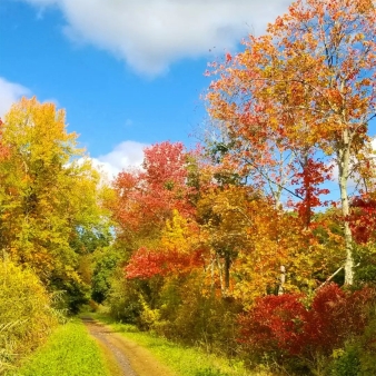 A path through the woods and fall foliage on a bright sunny day (Instagram@ecorocks)