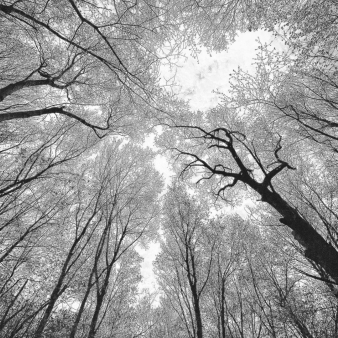 Looking up at beautiful frost covered trees in winter (Instagram@unlockingconnecticut)