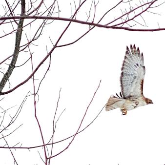 Un halcón alzando el vuelo desde un árbol invernal (Instagram@unlockingconnecticut)